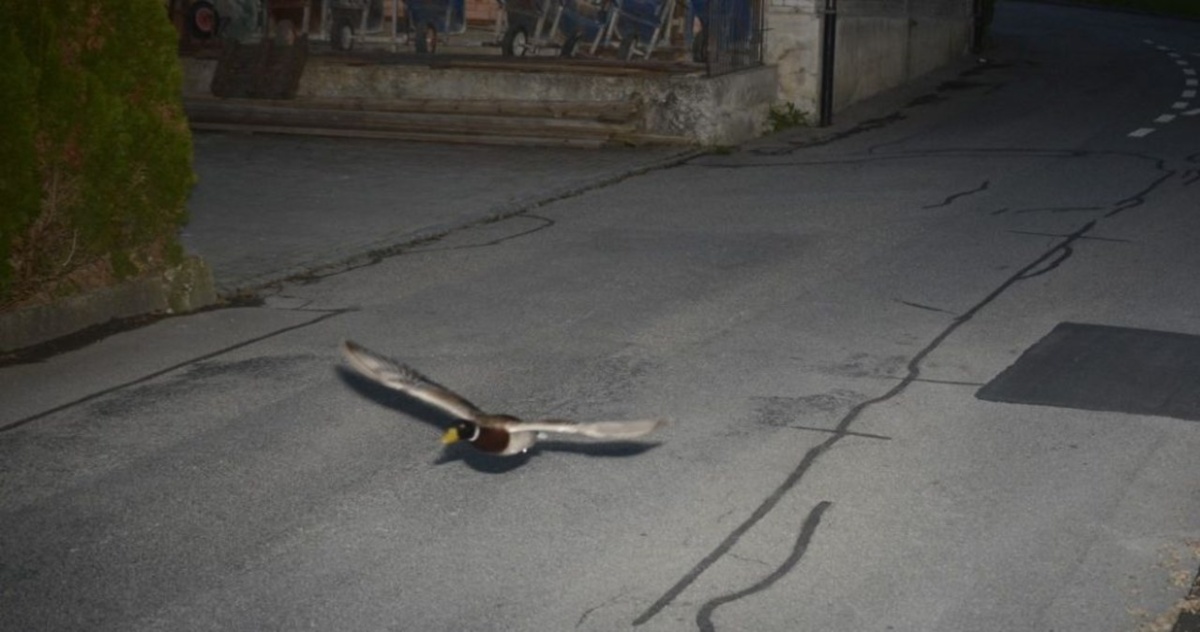 Leciała z nadmierną prędkością. Szwajcarski fotoradar złapał nietypowego pirata drogowego. To była kaczka