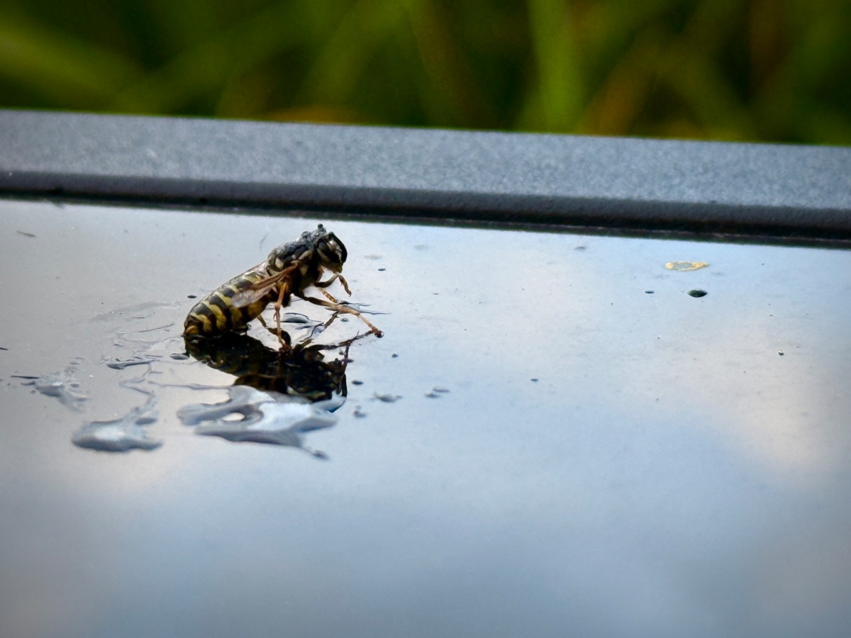 d3a09a81-3117-40b9-9a1b-e5514e300b39