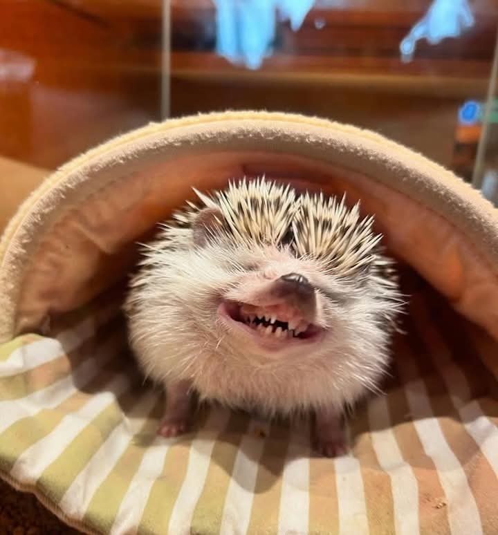 3d1ca782-70b6-48c2-89e8-2056dc0de32e