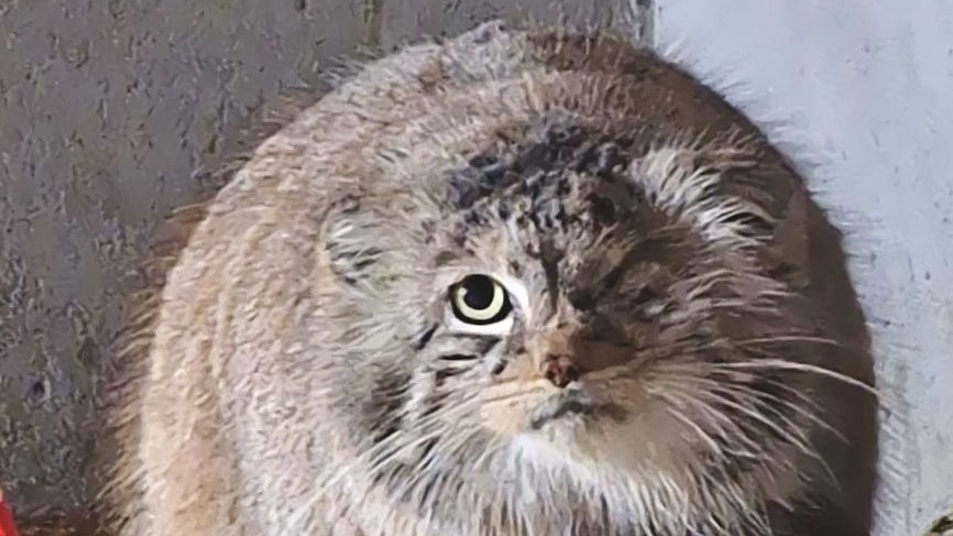 Bożenka bezpieczna! Manul odnaleziony w poznańskim zoo