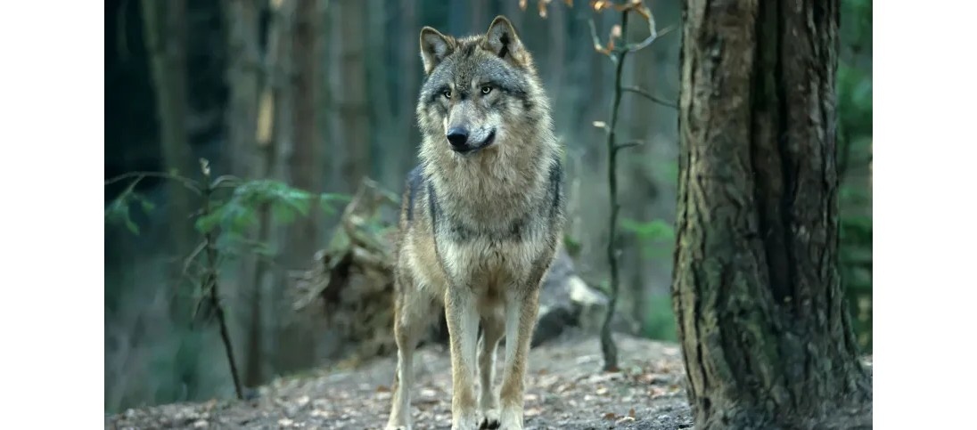 Naukowcy sprzeciwiają się medialnej nagonce na wilki