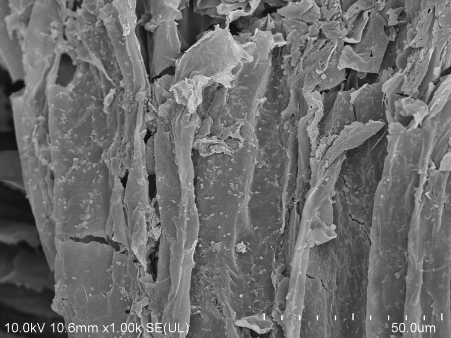 Gąbczak pomoże w usuwaniu farmaceutyków ze ścieków