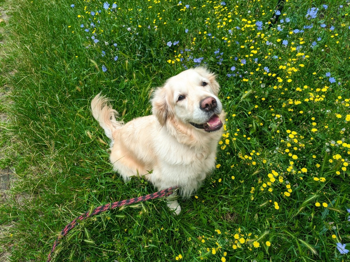 d8fee435-d4ca-444b-b8e0-6790eba62d55