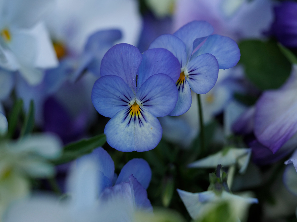 789e3a68-4c7c-4dd3-822a-736baa8c5686