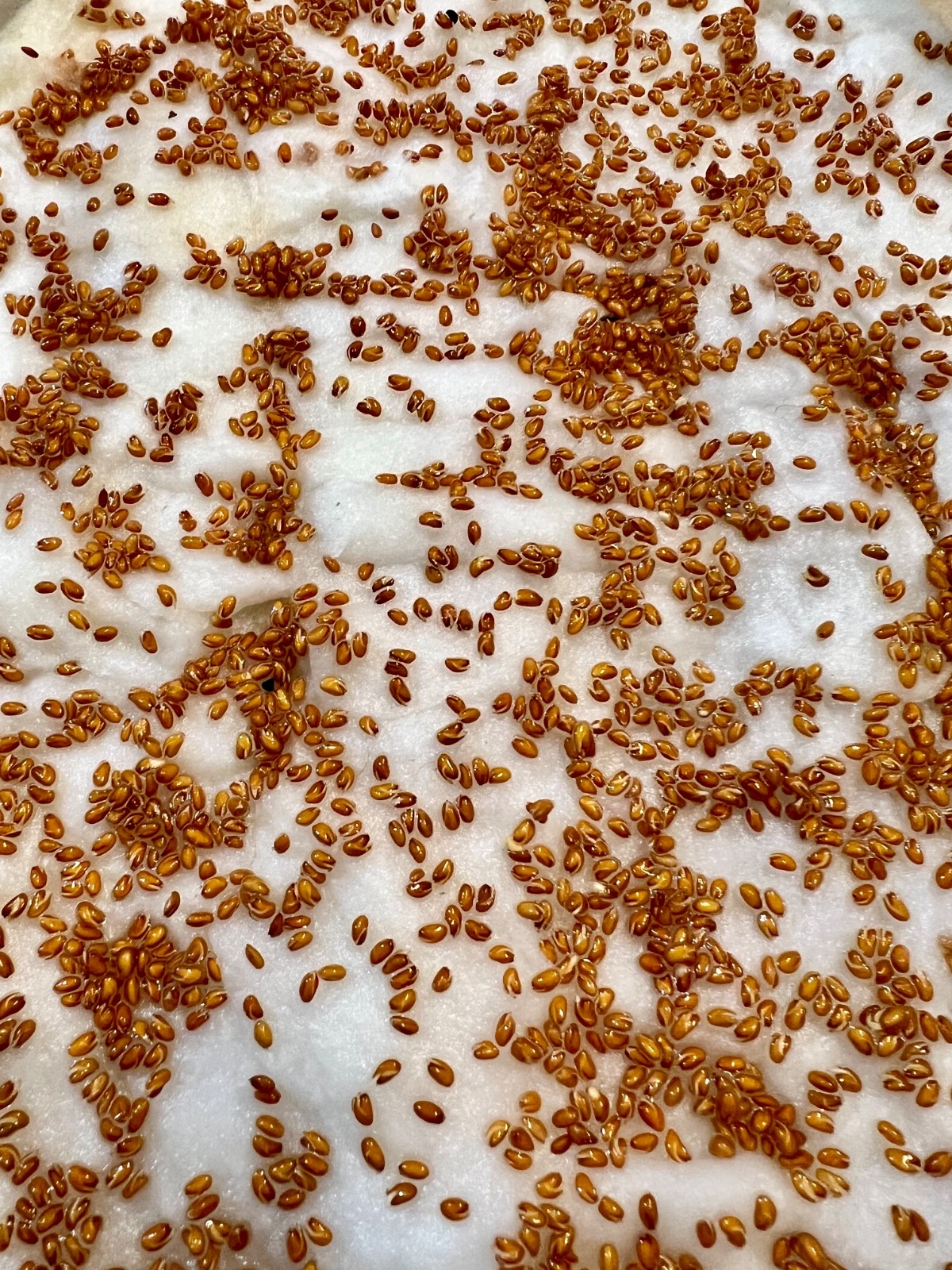 a2d5e47a-f199-42db-ba01-0a555915608f