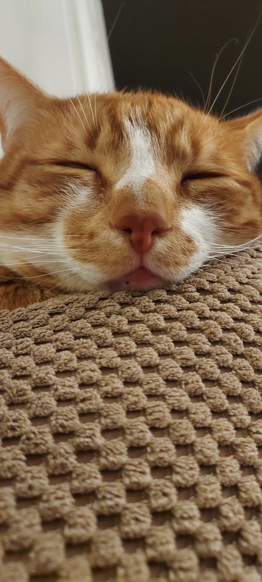 a2d2c7a0-37ae-42fa-a893-9904ca0507fe