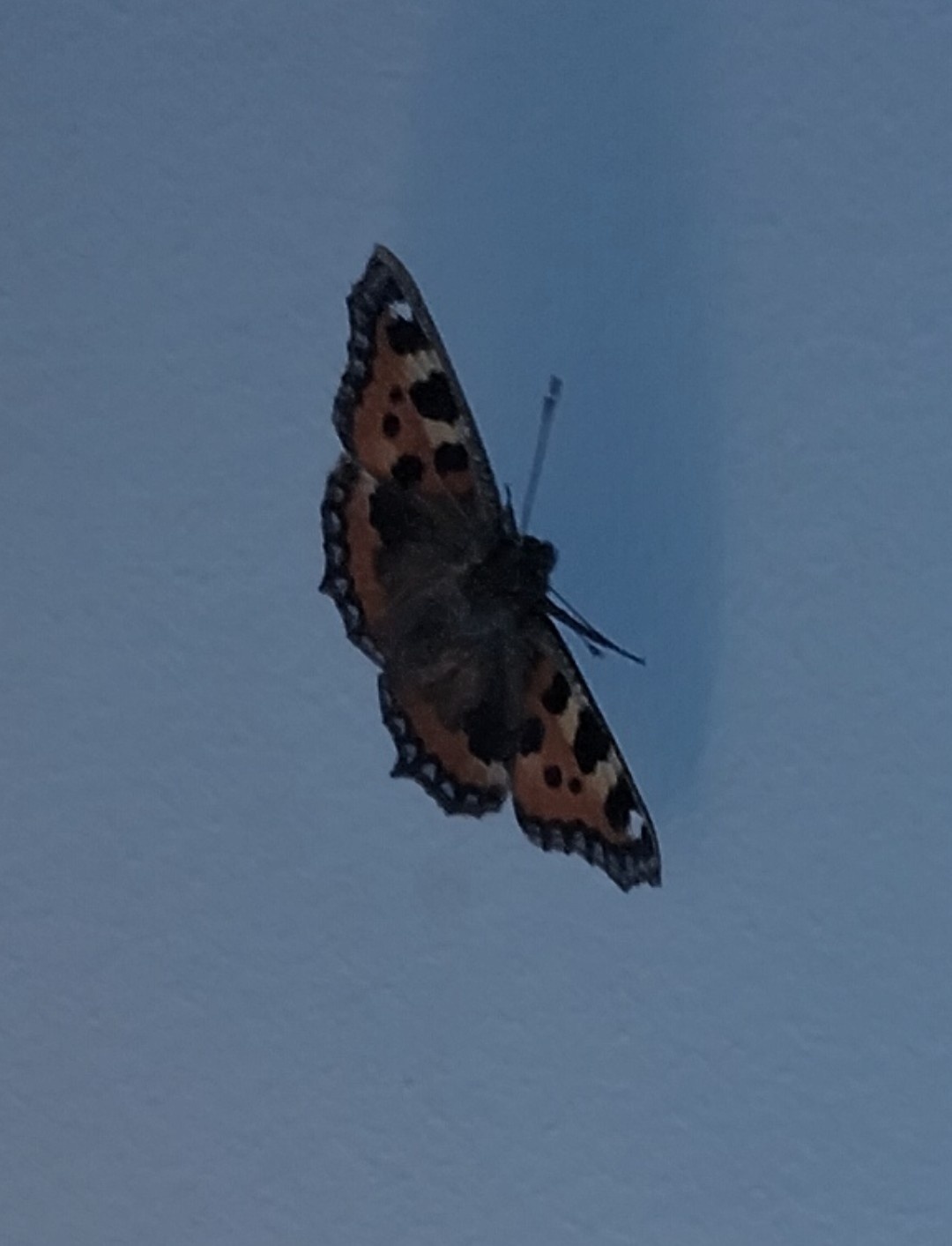 6edd7b51-c730-47d7-9856-60f0202db935