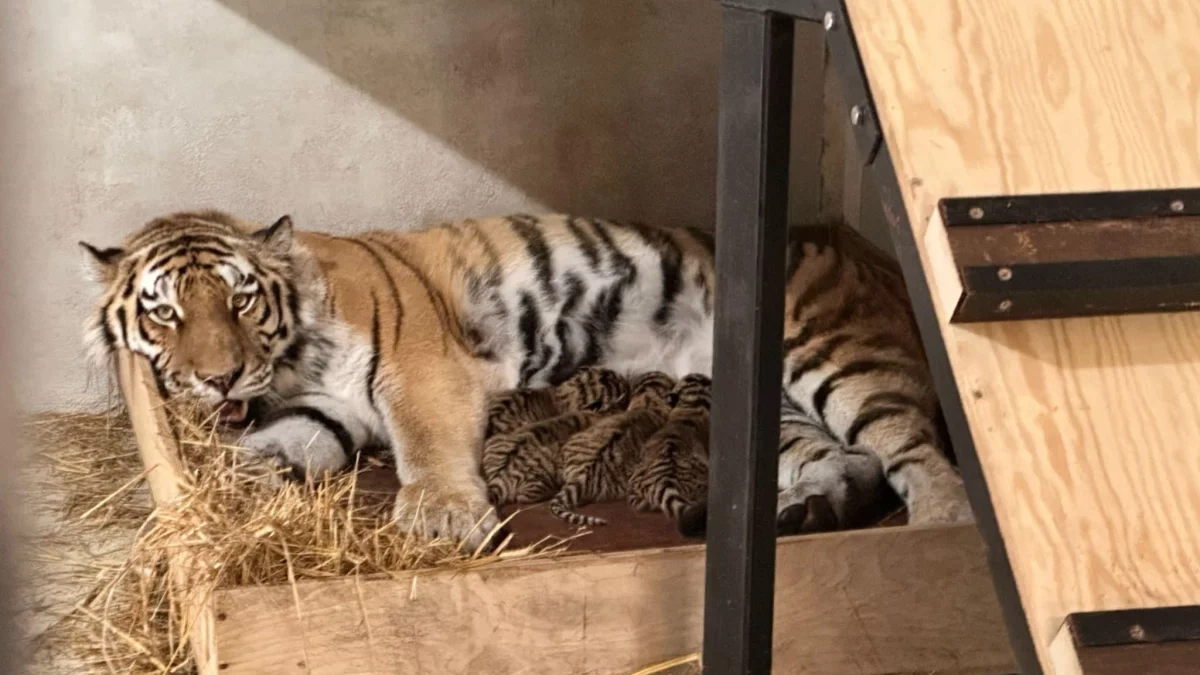 Wyjątkowe narodziny w płockim zoo. Ogród ogłasza konkurs