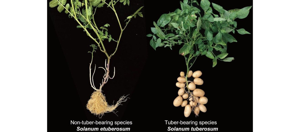 Ziemniak wyewoluował z przodka pomidora