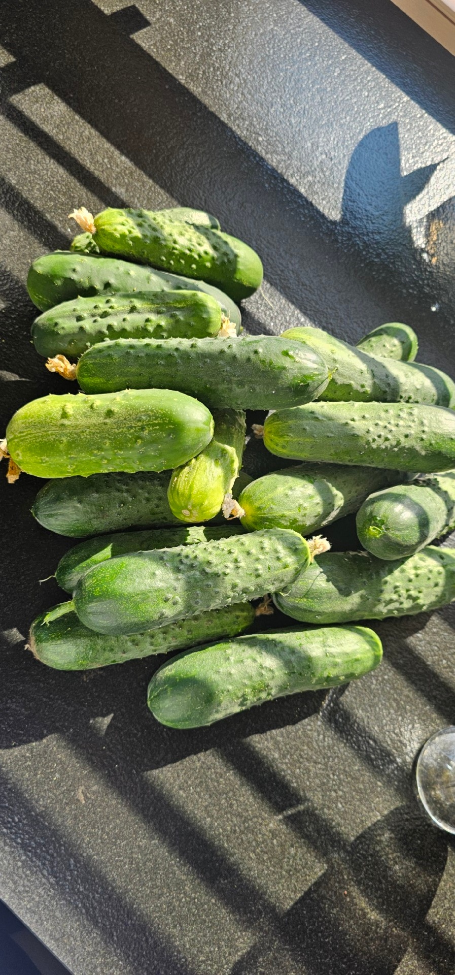 1aec12c7-b520-426b-a629-966f265eaa61