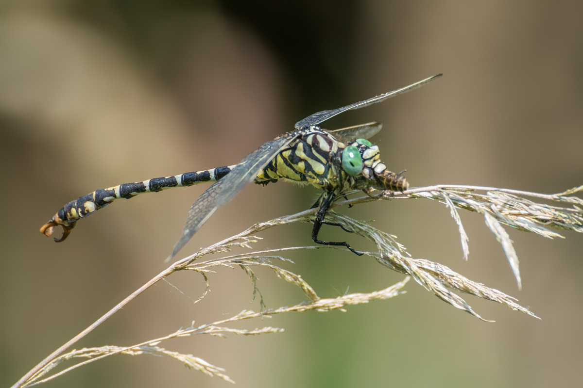 ffde289e-0192-4a11-85f0-30bdcd4865db