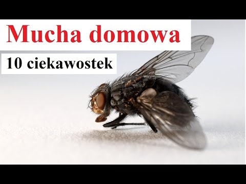 Mucha domowa - 10 ciekawostek