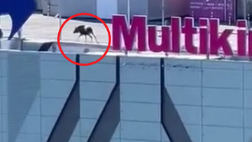 Elbląg. Po dachu centrum handlowego spacerował... łoś