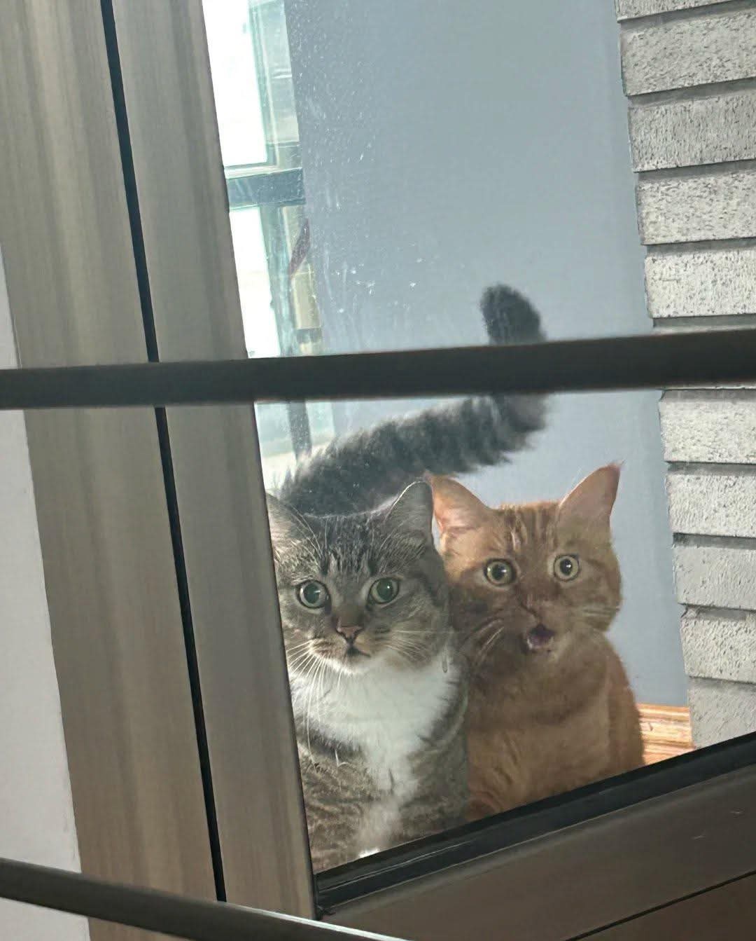 9275ea82-5659-4b84-b81f-aaa7b613554a