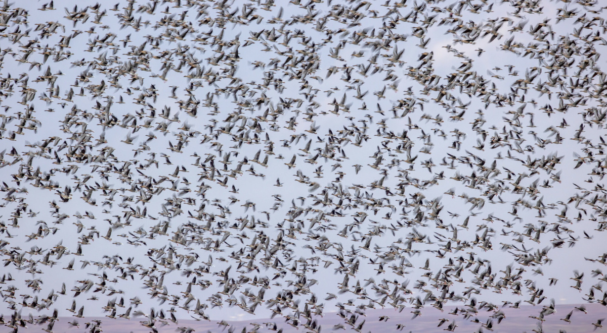 Nad Polską pojawią się setki tysięcy ptaków. Wiemy, kiedy patrzeć w niebo