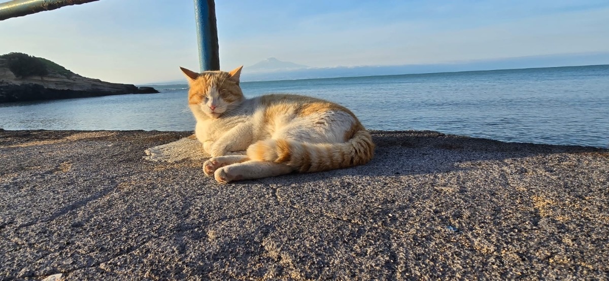 85cdc065-72fb-460d-a0a4-f27b6aced2a9