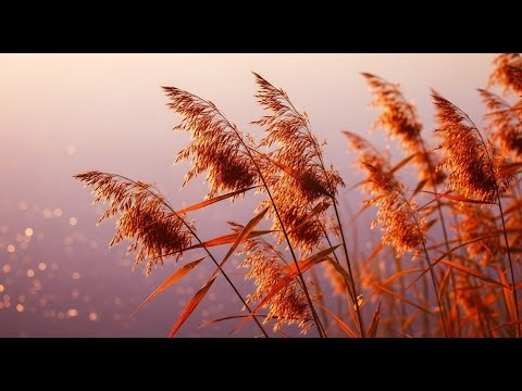 Poczuj Wibracje Relaksującej Muzyki 432Hz Wyciszającej Emocje