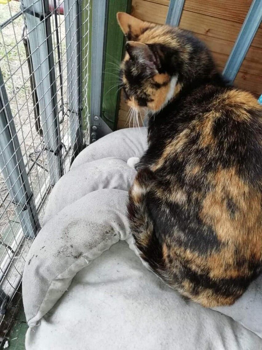 Zbiórka karmy i żwirku dla kotków w potrzebie - dane do wysyłki w artykule