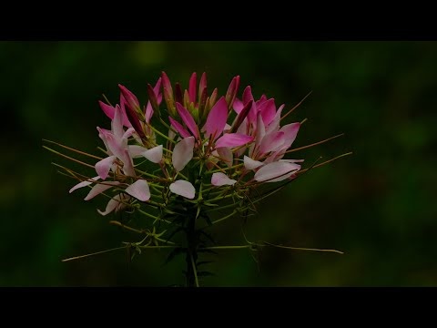 Letnia Relaksująca Muzyka Do Snu Uwalnianie Melatoniny