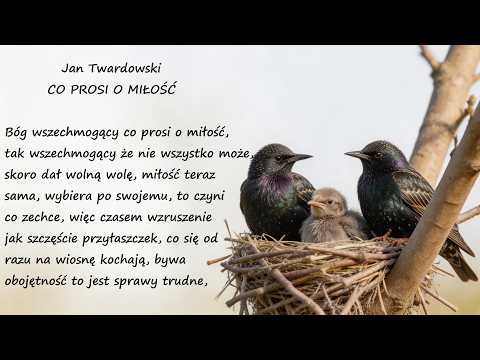Co Prosi o Miłość Jan Twardowski Poezje Wiersze | Poezja Dla Duszy
