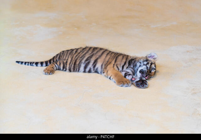 cb6c7029-0b0e-4477-8876-d8464cd148f5