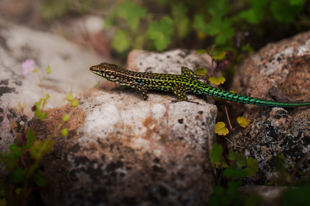 42036755-295a-4a8c-b9b8-c630736dd303