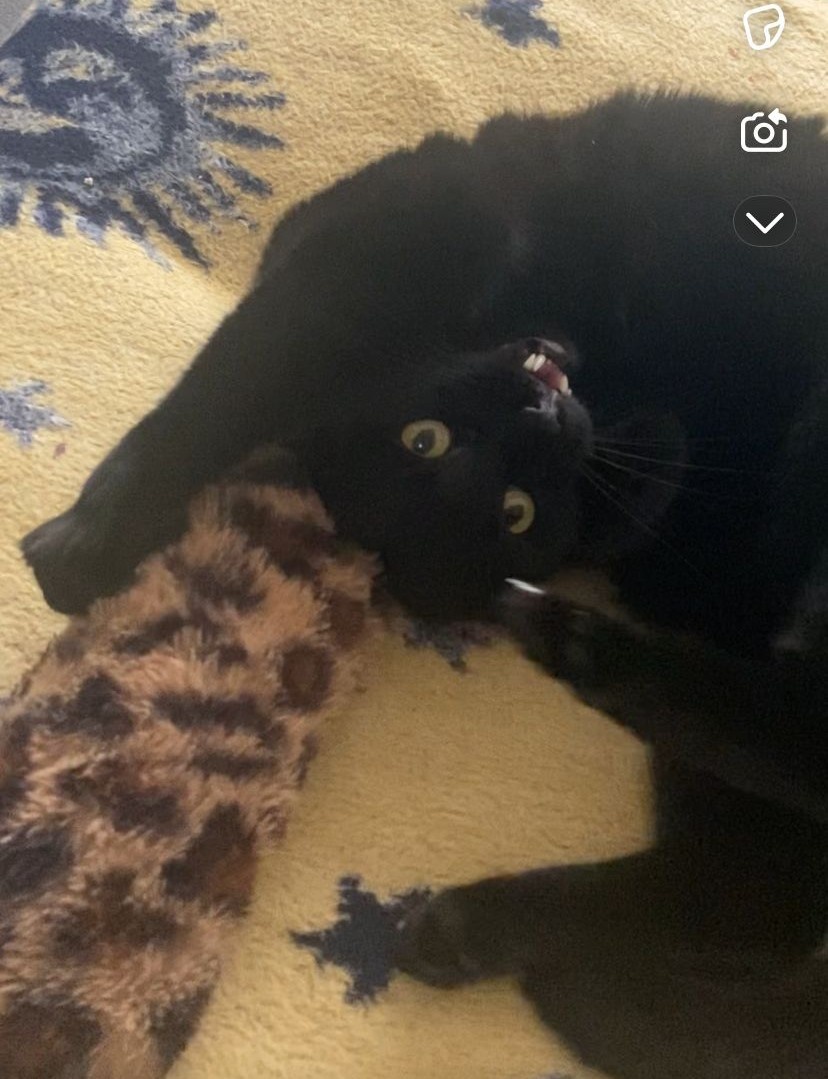 57bc9ed8-5520-4e04-a774-2313ea23053c