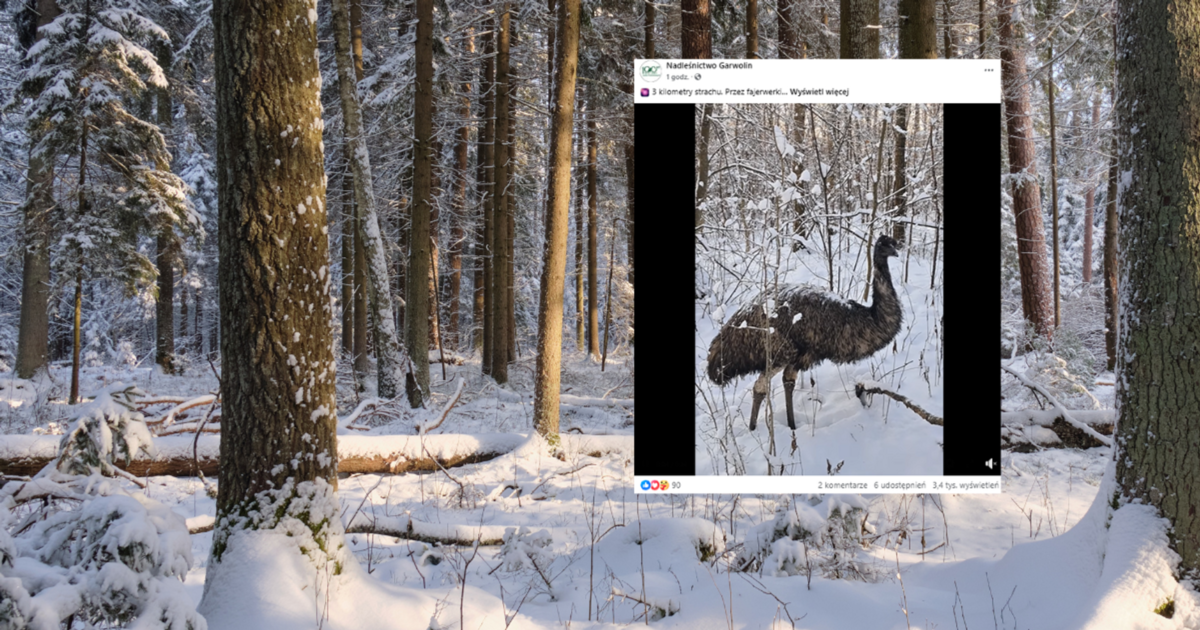 Przerażony emu błąkał się po lesie w Nadleśnictwie Garwolin