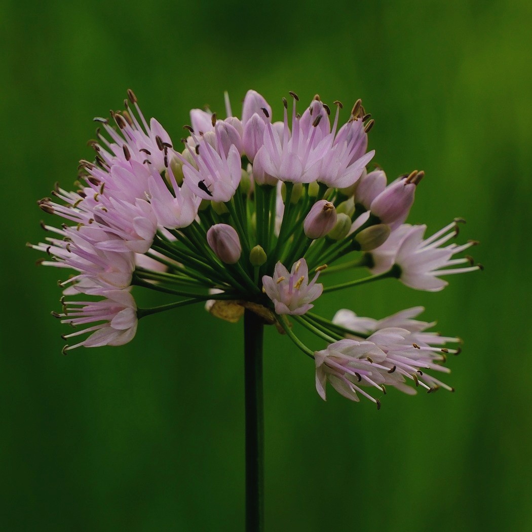 Czosnek Kątowaty - Allium Angulosum / Fotografujemy Przyrodę