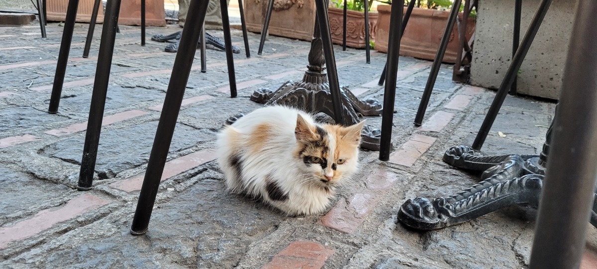 ccc9b00f-986f-48b7-b74a-955b39dff9e8