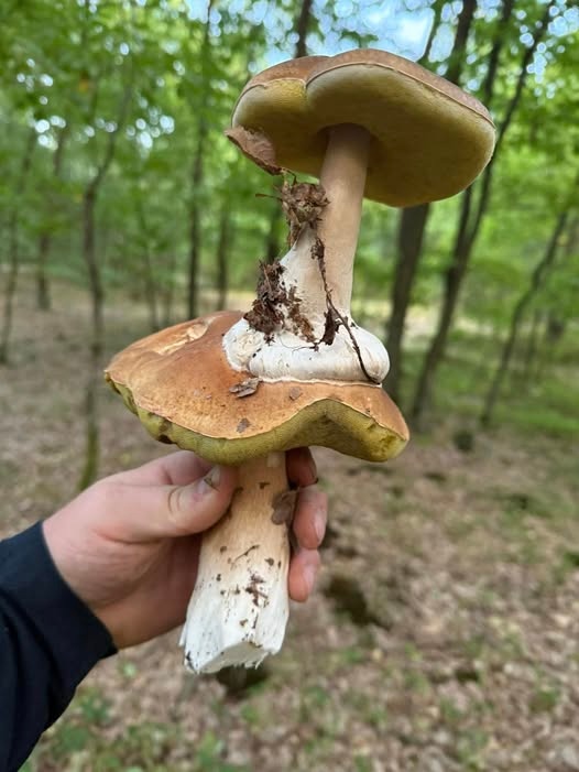 5f94f1a9-b576-43a8-95aa-a58949900d71