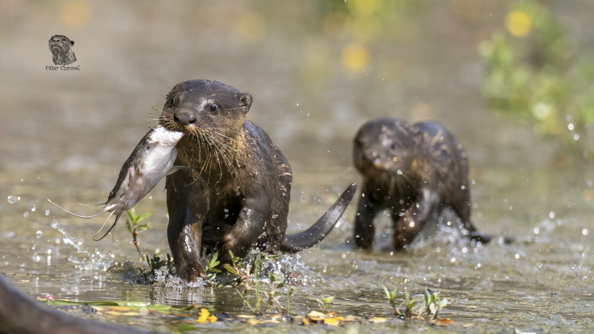 6e5cb124-ff8a-45e2-8ba5-fb132f7991f3