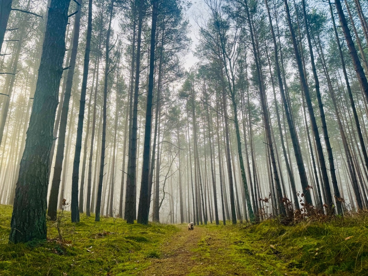 1c4ad13a-97a8-4eed-822e-e6fd8ea054fd