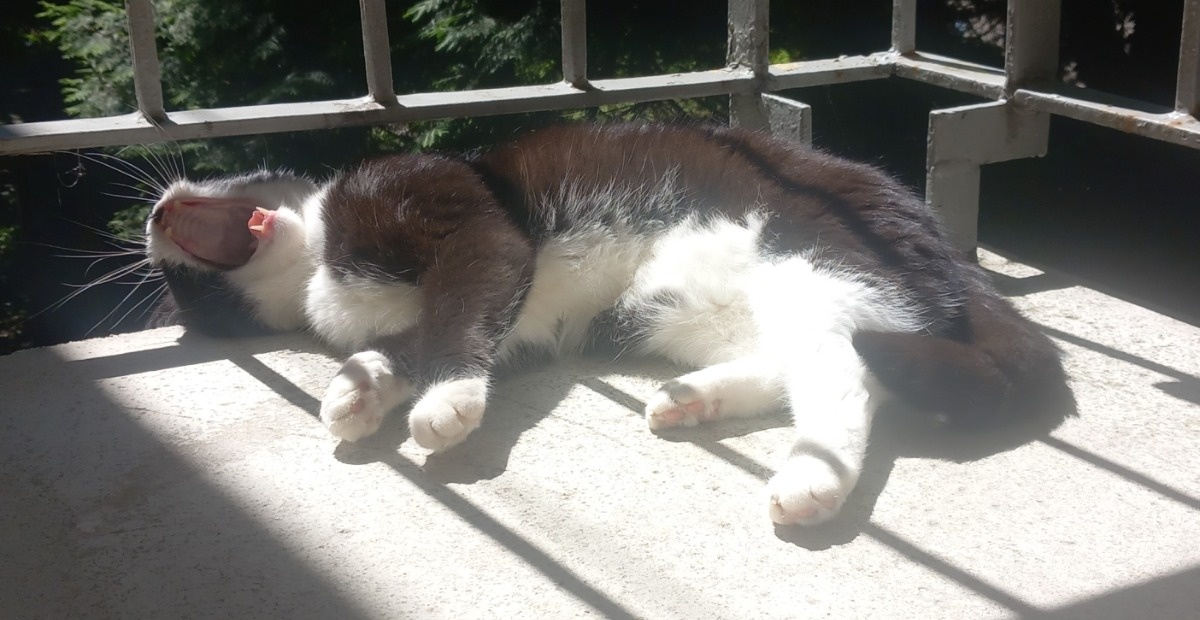 730af17a-c4db-48af-819e-a969e1d1fad4