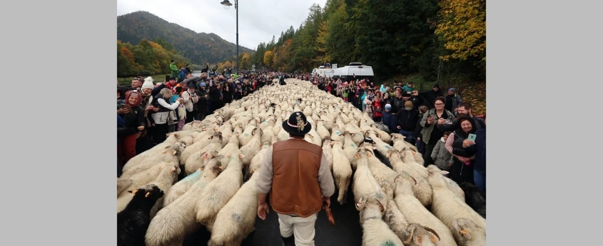 Szczawnica zaprasza na uroczysty redyk. Trzy dni świętowania tradycji