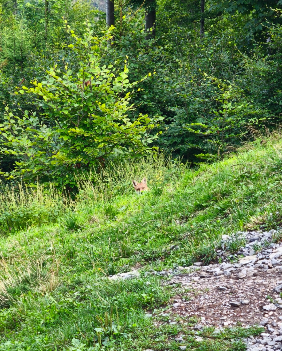 2bc2d2fc-43f8-4eba-9a4a-39b4c8d7f0e4