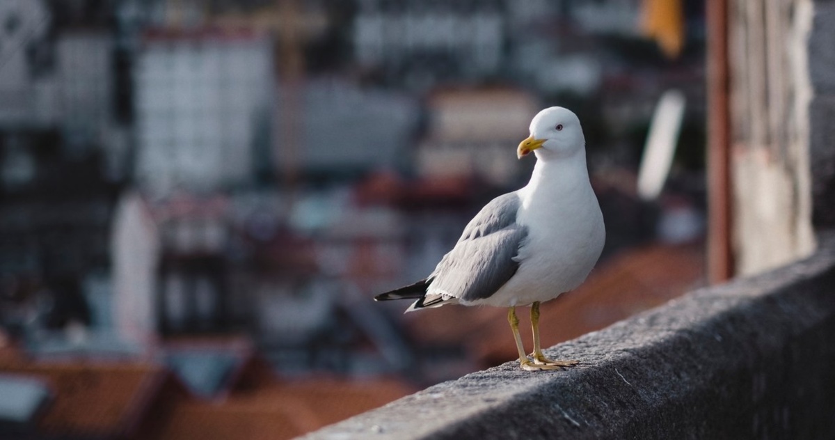 Wygłodniałe ptaki wyrywają turystom w Porto kotlety. Nie pomagają nawet drony