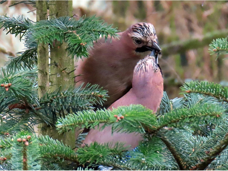 adc8b424-cd66-431a-8374-f91ac77dd749