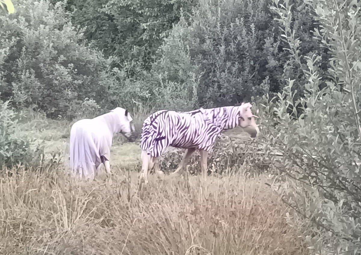 25bc5c2b-c894-4118-aa2f-581779977463