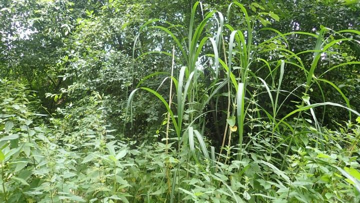 Obce gatunki w środowisku: pirania w Sanie i “biegnący” bambus nad Lubatówką