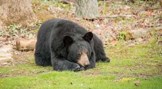 USA: 70-latek zastrzelił niedźwiedzia na cudzej posesji