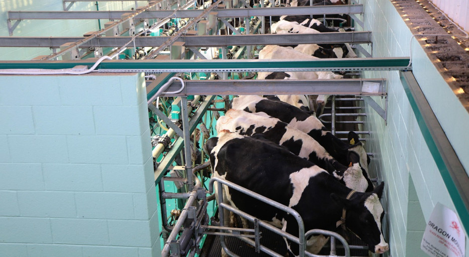 To gigant mleczarnia. Będzie największa na świecie.