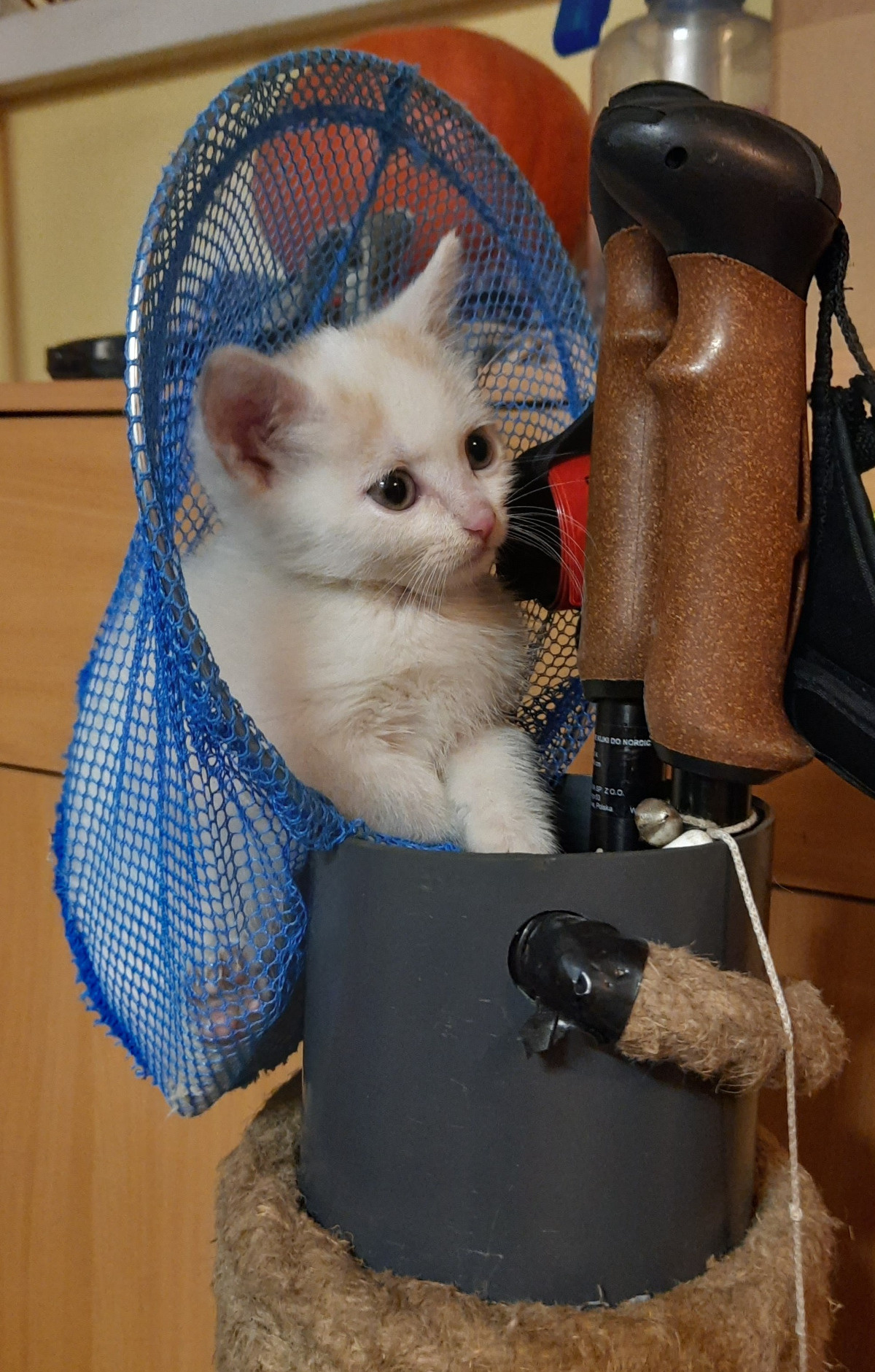 e4655c6e-6dc5-4840-947b-75619ee11eec