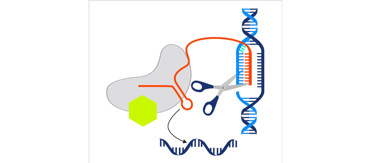 Czy progres w terapii pacjentów z chorobami genetycznymi, przejdzie w „poprawianie” genetyczne ludzi?