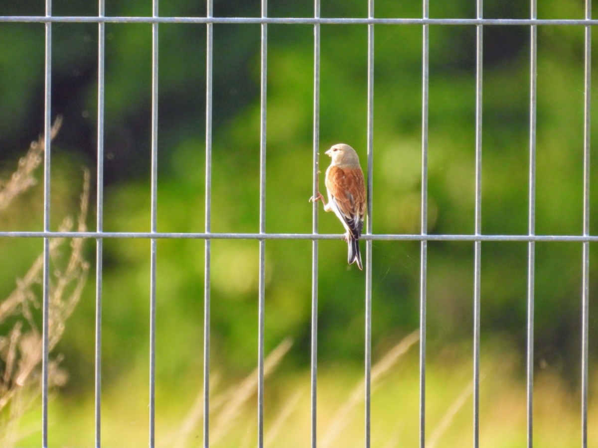 c1d5fdf4-129f-412a-af24-1cc2ffc0a5b6