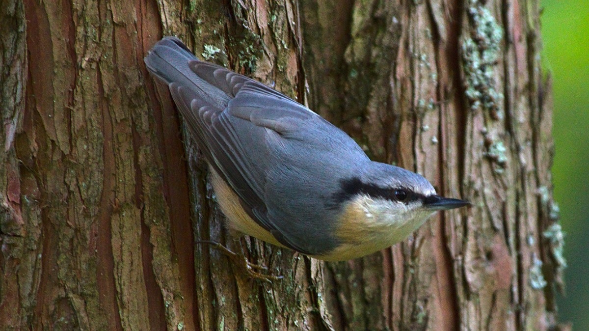 96d5780b-c45e-4b62-be04-5c7959958db6