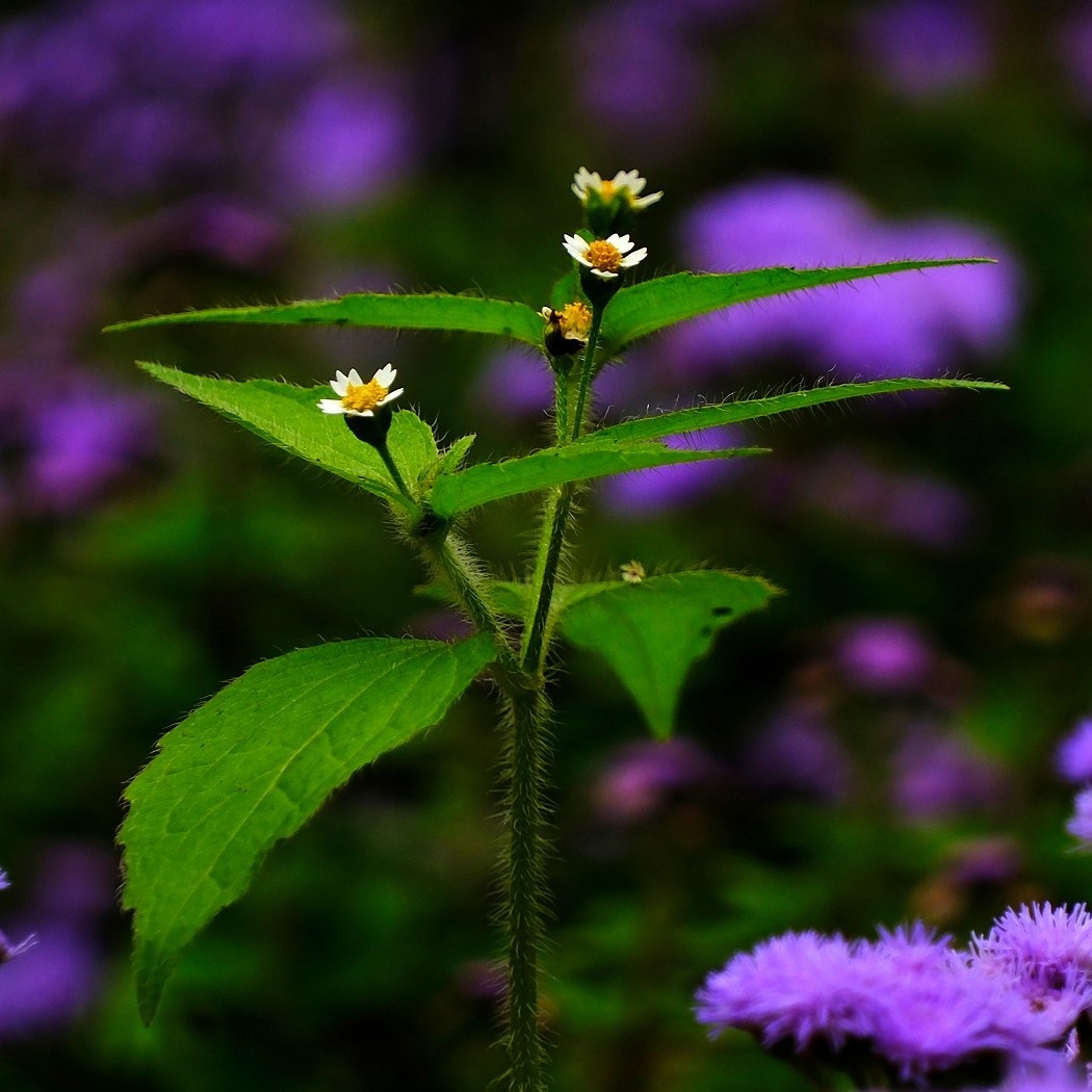 Żółtlica Drobnokwiatowa - Galinsoga Parviflora / Fotografujemy Przyrodę