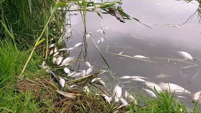 Przyducha - śnięte ryby straszą w jeziorach i rzekach. Dlaczego ryby masowo giną?