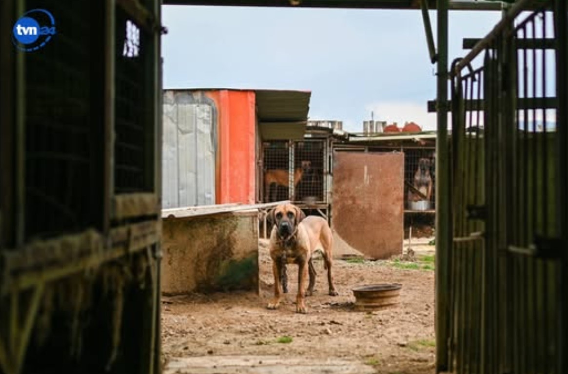 Zamknęli 40 procent ferm. Korea Południowa rezygnuje z psiego mięsa