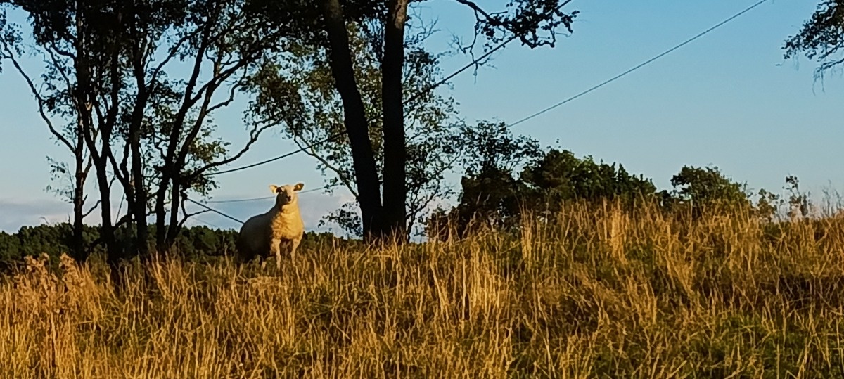 cc371aba-6caa-4fdf-bf6d-c4b4c71dccaf